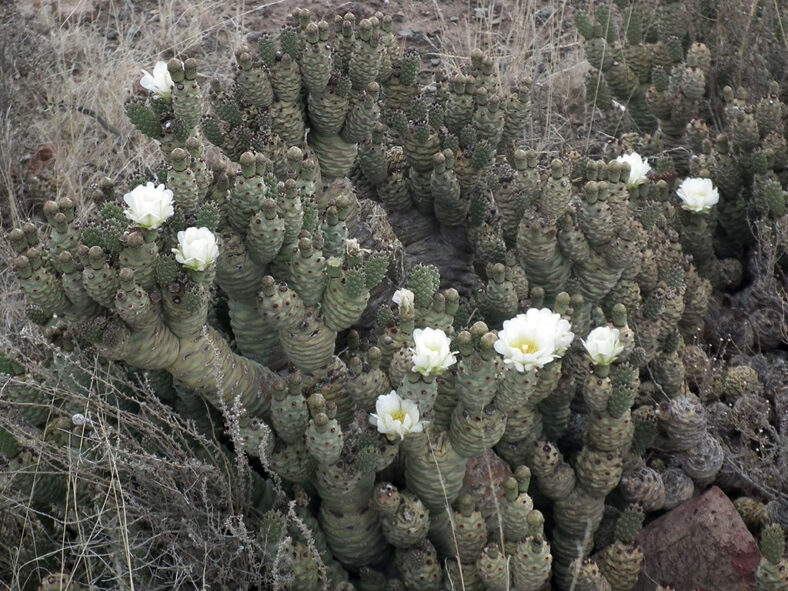 Tephrocactus articulatus, commonly known as Pine Cone Cactus