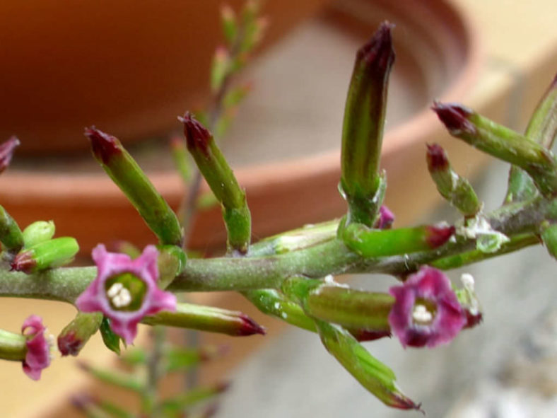 Adromischus filicaulis subsp. marlothii