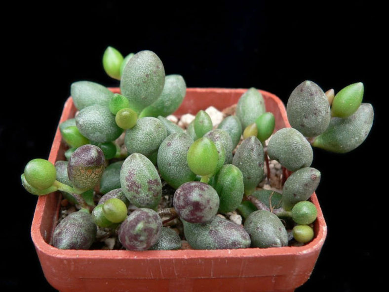 Adromischus filicaulis subsp. marlothii