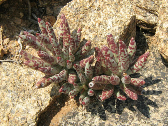 Adromischus filicaulis