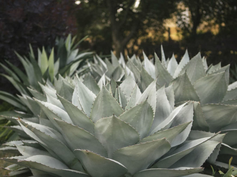 Agave ovatifolia (Whale's Tongue Agave)