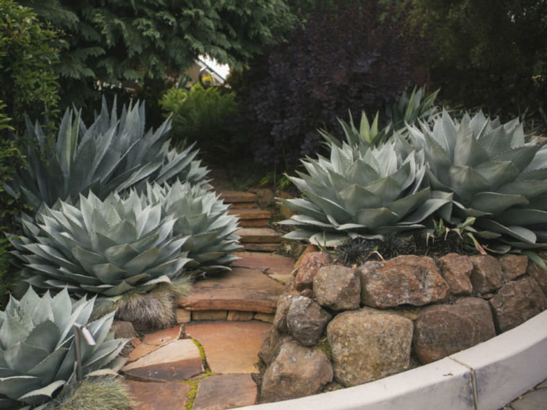 Agave ovatifolia (Whale's Tongue Agave)