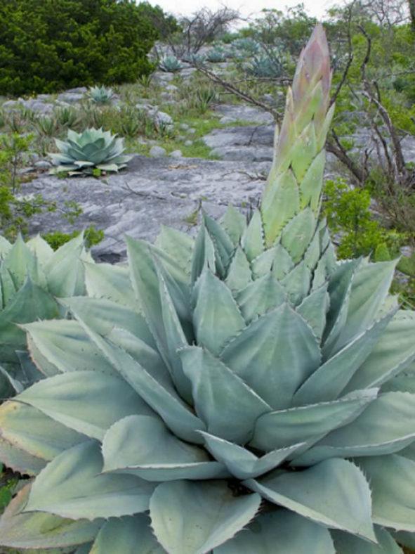 Agave ovatifolia (Whale's Tongue Agave)