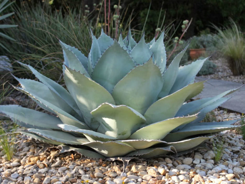 Agave ovatifolia (Whale's Tongue Agave)