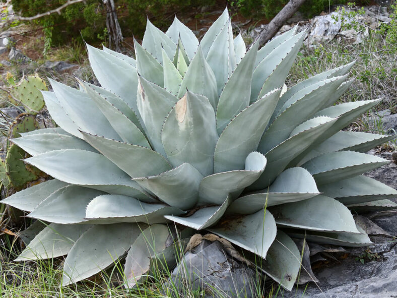 Agave ovatifolia (Whale's Tongue Agave)