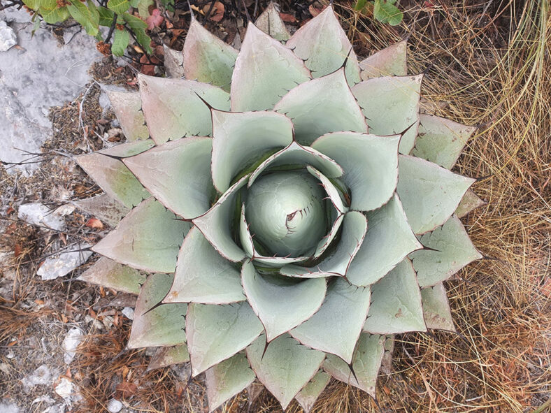 Agave ovatifolia (Whale's Tongue Agave)