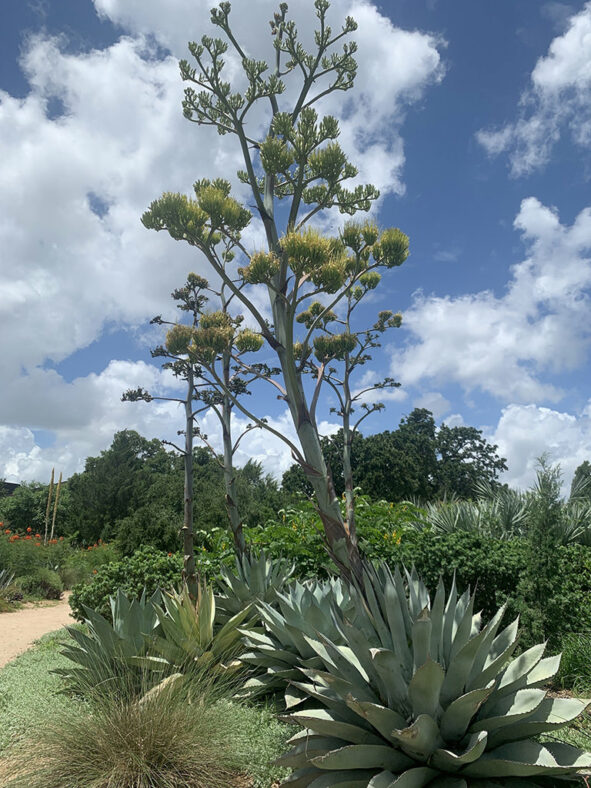 Agave ovatifolia (Whale's Tongue Agave)