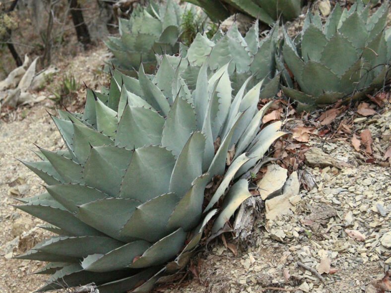 Agave ovatifolia (Whale's Tongue Agave)