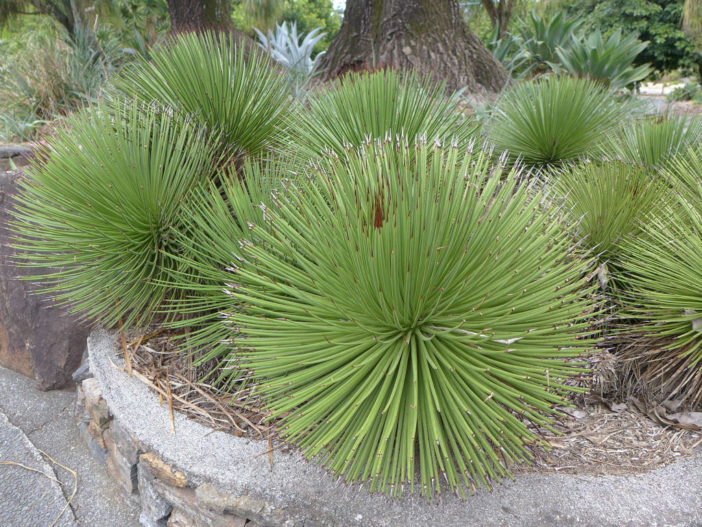 Agave stricta (Hedgehog Agave)