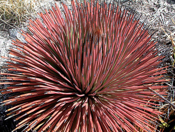 Agave stricta 'Rubra' (Red Hedgehog Agave) aka Agave stricta f. rubra