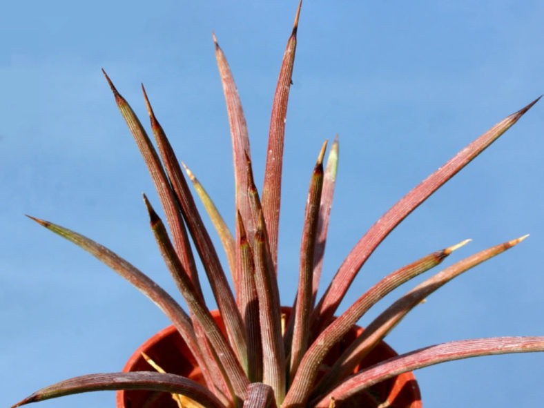 Agave stricta 'Rubra' (Red Hedgehog Agave) aka Agave stricta f. rubra