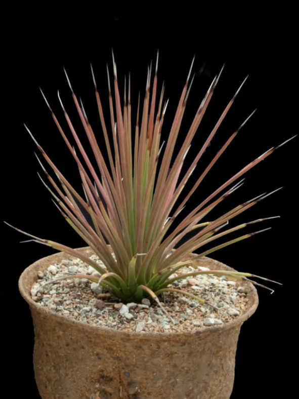 Agave stricta 'Rubra' (Red Hedgehog Agave) aka Agave stricta f. rubra