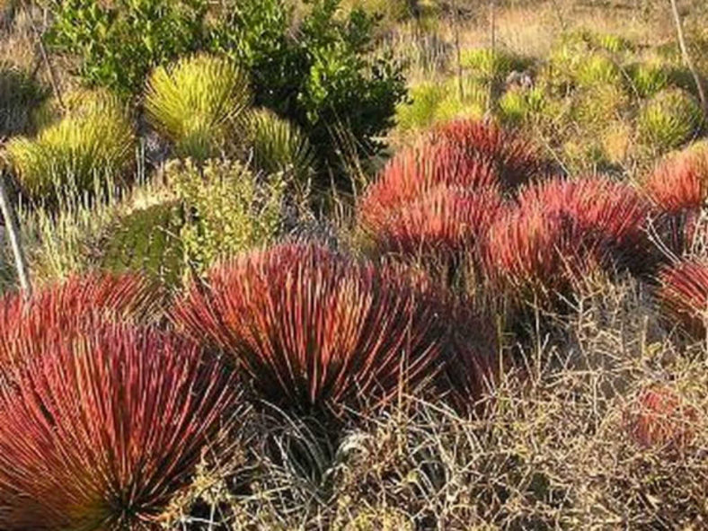 Agave stricta 'Rubra' (Red Hedgehog Agave) aka Agave stricta f. rubra