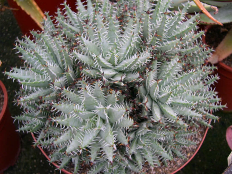 Aloe erinacea (Goree) aka Aloe melanacantha var. erinacea