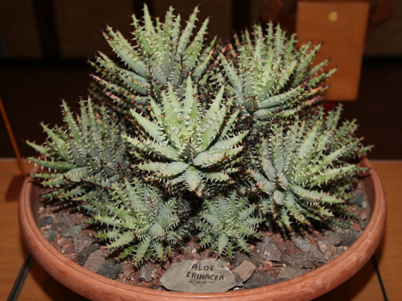 Aloe erinacea (Goree)