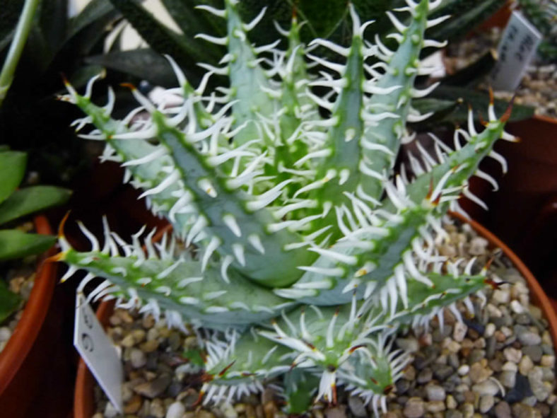 Aloe erinacea (Goree) aka Aloe melanacantha var. erinacea