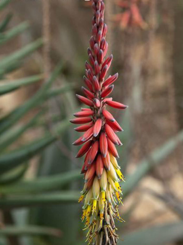 Aloe erinacea (Goree) aka Aloe melanacantha var. erinacea