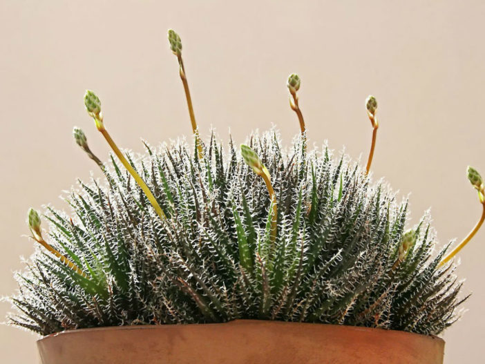 Aloe haworthioides (Haworthia-leaved Aloe)