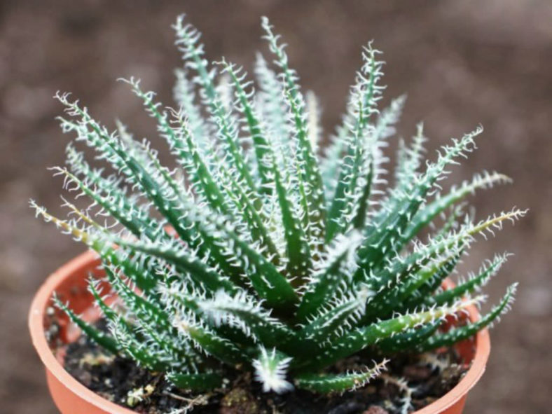 Aloe haworthioides (Haworthia-leaved Aloe)