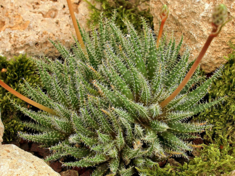 Aloe haworthioides (Haworthia-leaved Aloe)