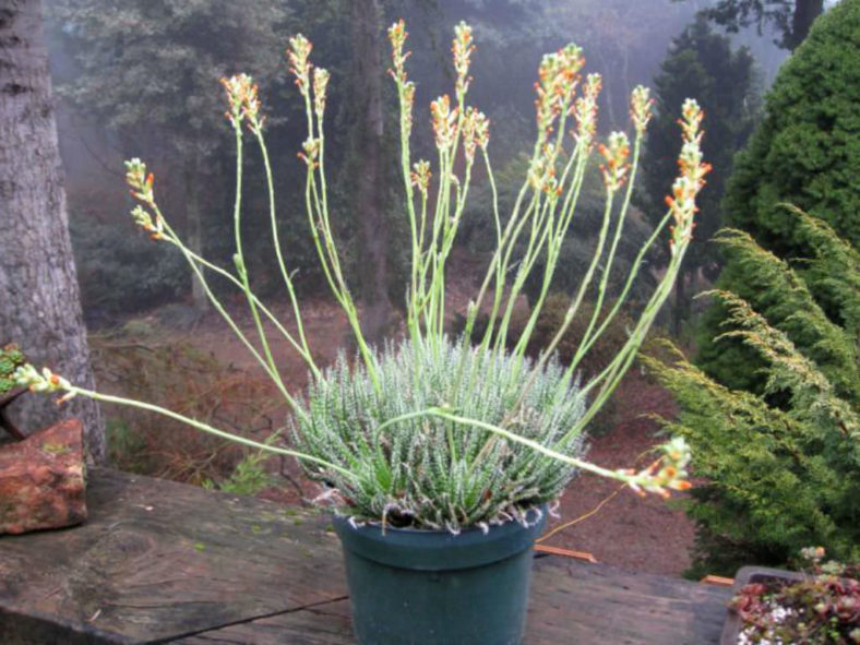 Aloe haworthioides (Haworthia-leaved Aloe)