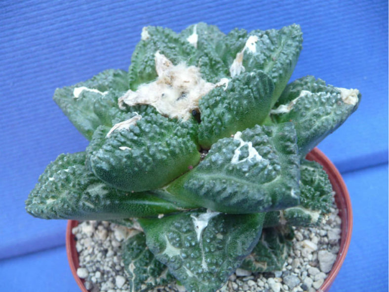 Ariocarpus fissuratus 'Godzilla'