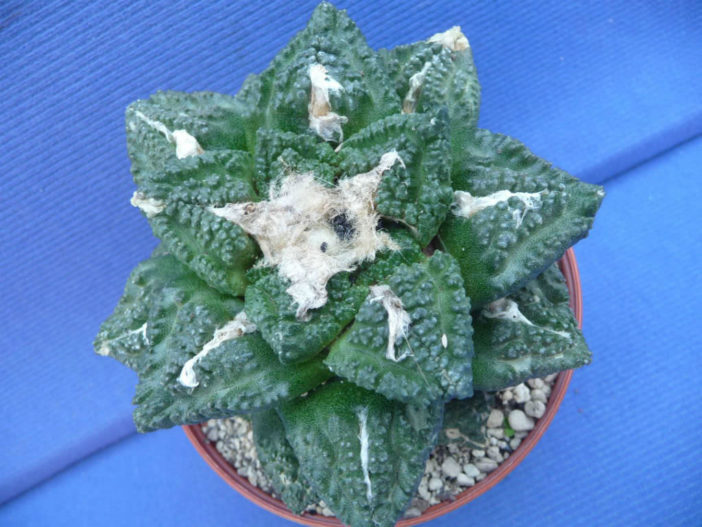 Ariocarpus fissuratus 'Godzilla'