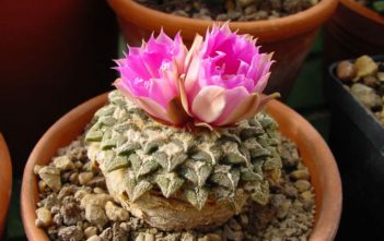 Ariocarpus kotschoubeyanus (Star Rock) Ariocarpus kotschoubeyanus (Star Rock)