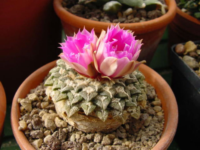 Ariocarpus kotschoubeyanus (Star Rock)