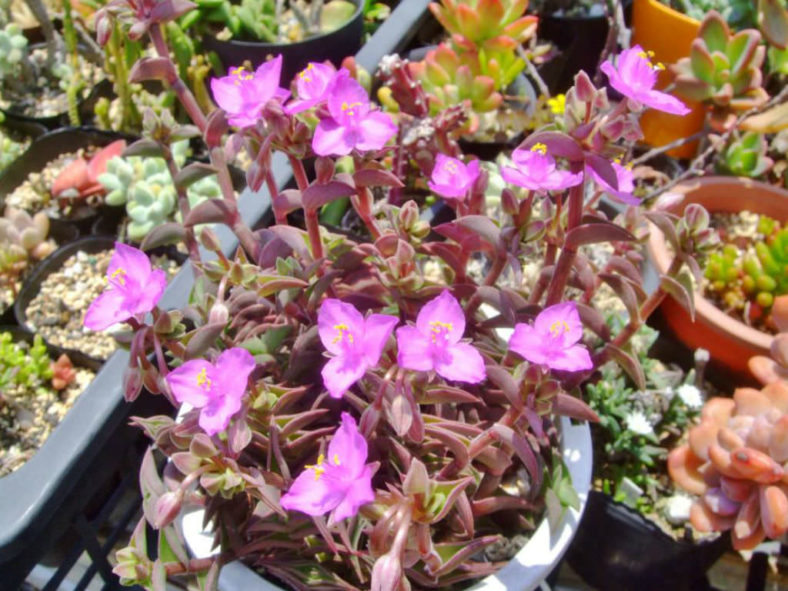 Callisia navicularis (Chain Plant)