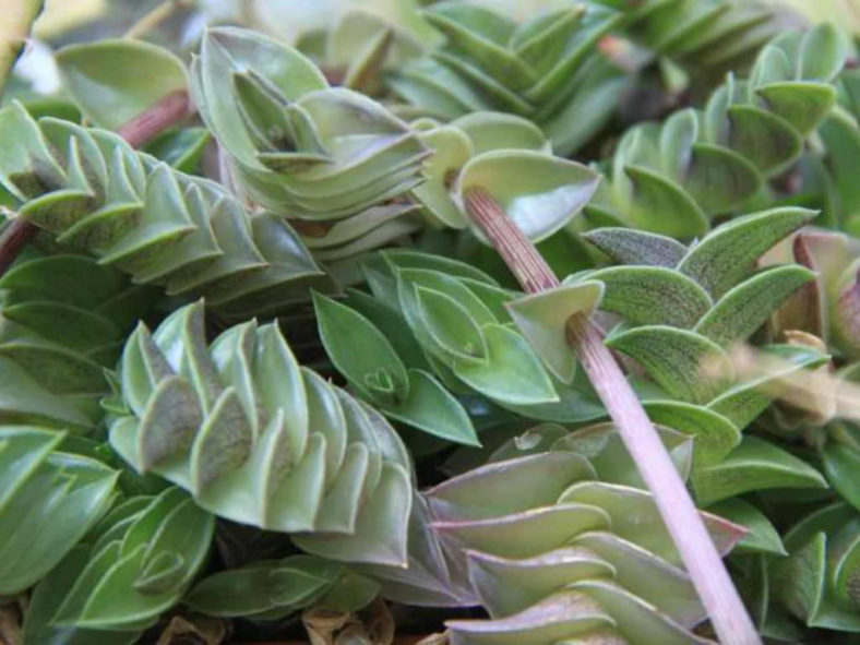 Callisia navicularis (Chain Plant)