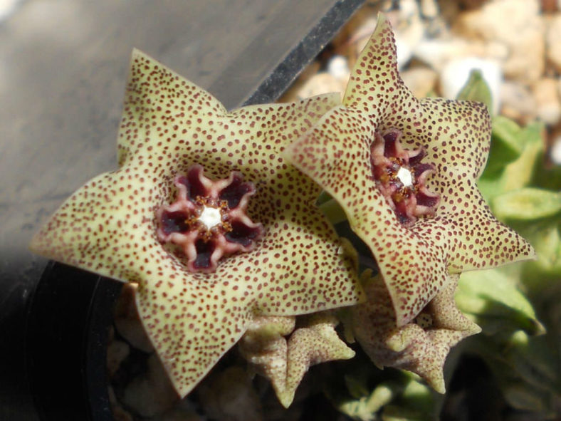 Caralluma hexagona