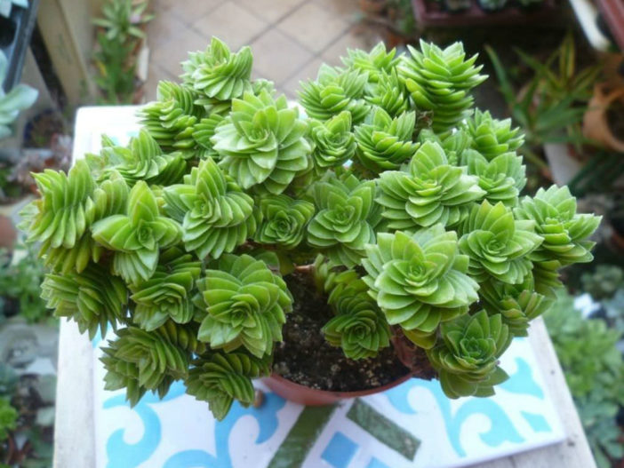 Crassula 'Estagnol' aka Crassula 'Spiralis'