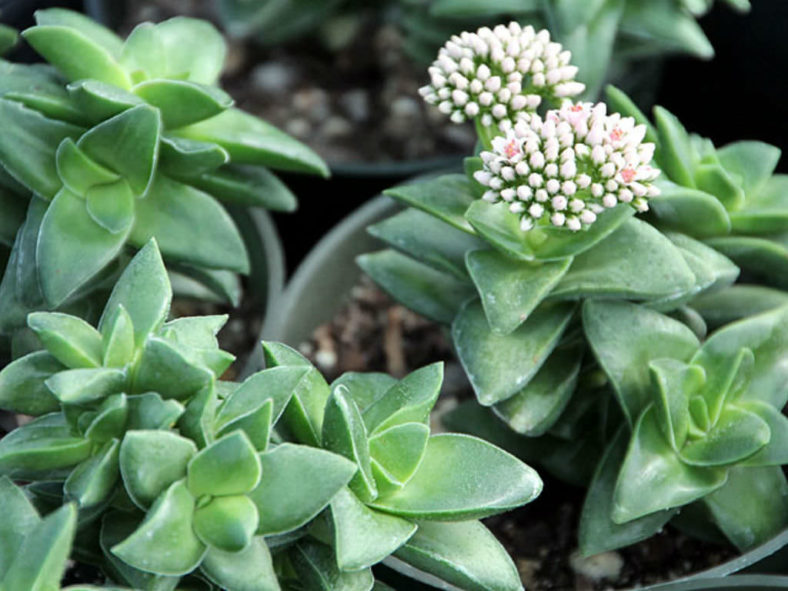 Crassula 'Springtime'