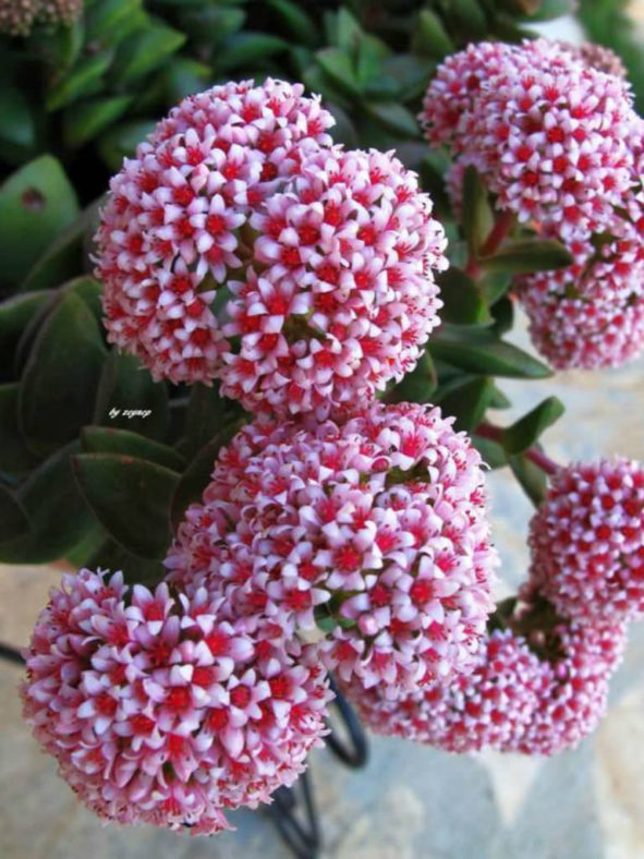 Crassula 'Springtime'