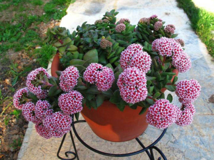 Crassula 'Springtime'