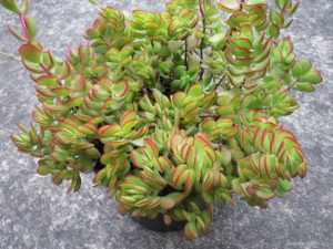 Crassula atropurpurea - World of Succulents