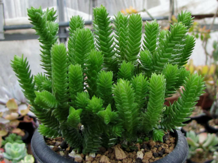 Crassula ericoides (Large Whipcord)