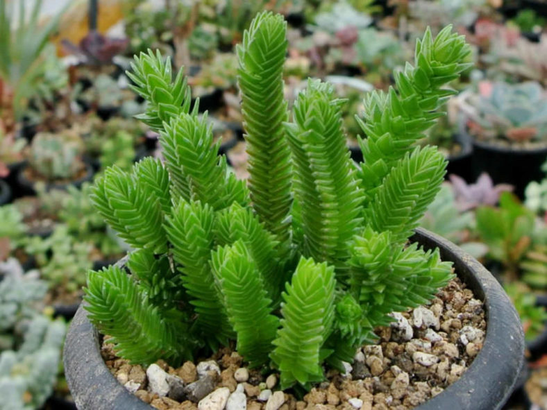 Crassula ericoides (Large Whipcord)