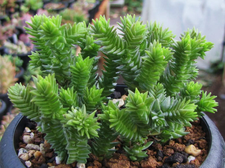 Crassula ericoides (Large Whipcord)