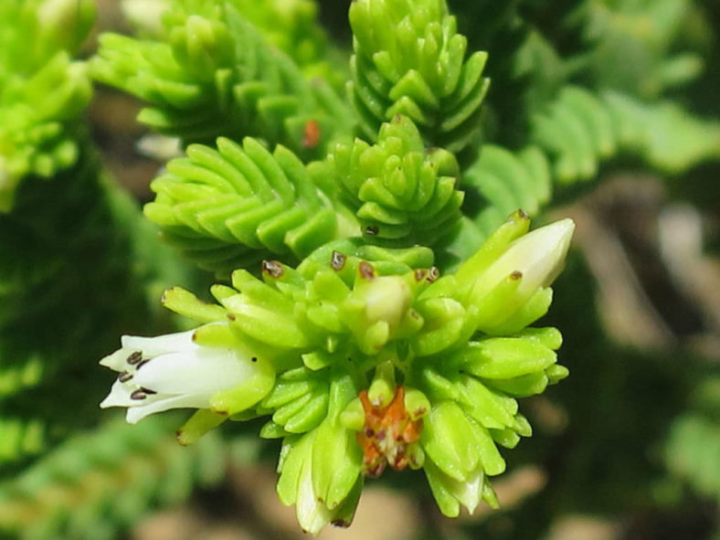 Crassula ericoides (Large Whipcord)