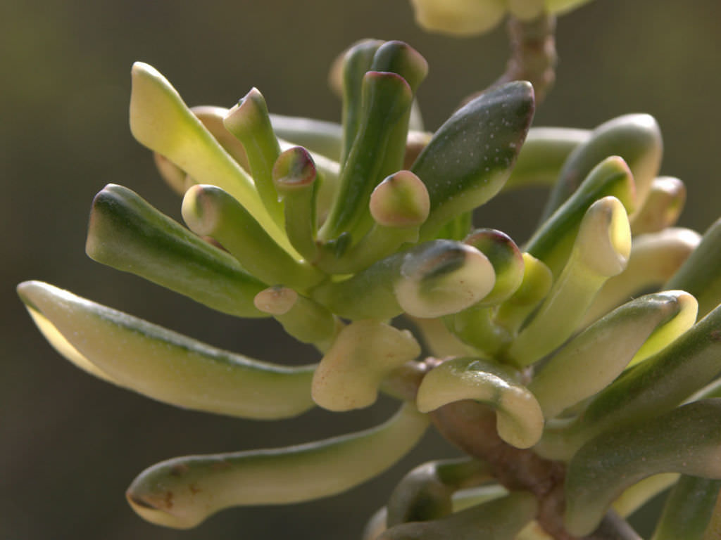 Crassula ovata 'Gollum' f. variegata World of Succulents