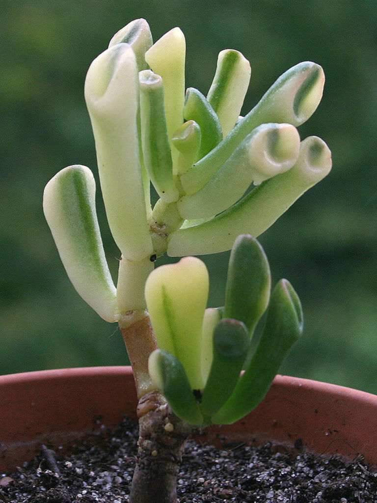 Crassula ovata 'Gollum' f. variegata Variegated Gollum