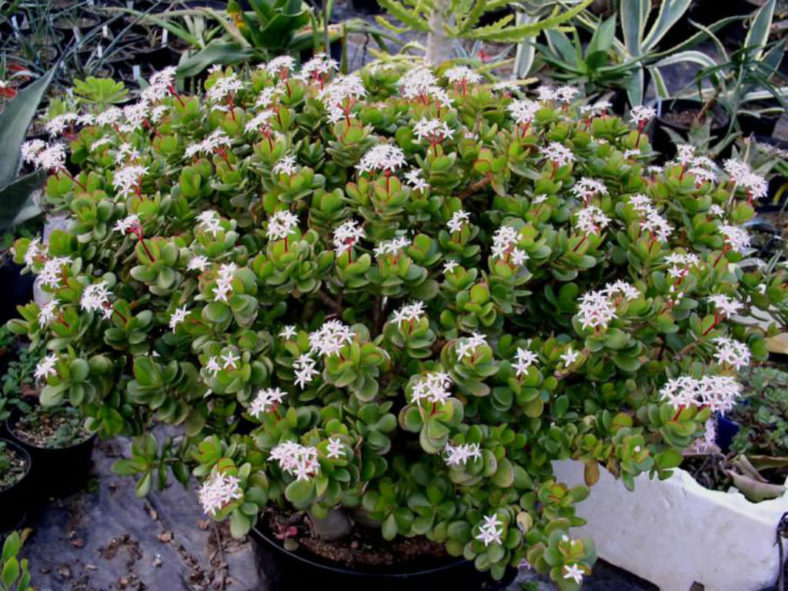 Tips to Get a Jade Plant to Bloom (Crassula ovata)