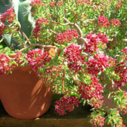 Crassula sarcocaulis 'Ken Aslet' (Ken Aslet Bonsai Crassula)