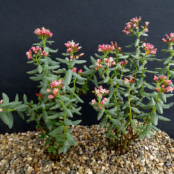 Crassula sarcocaulis X4 Cuttings Plant Hardy Succulent Outdoor Bonsai Caudex