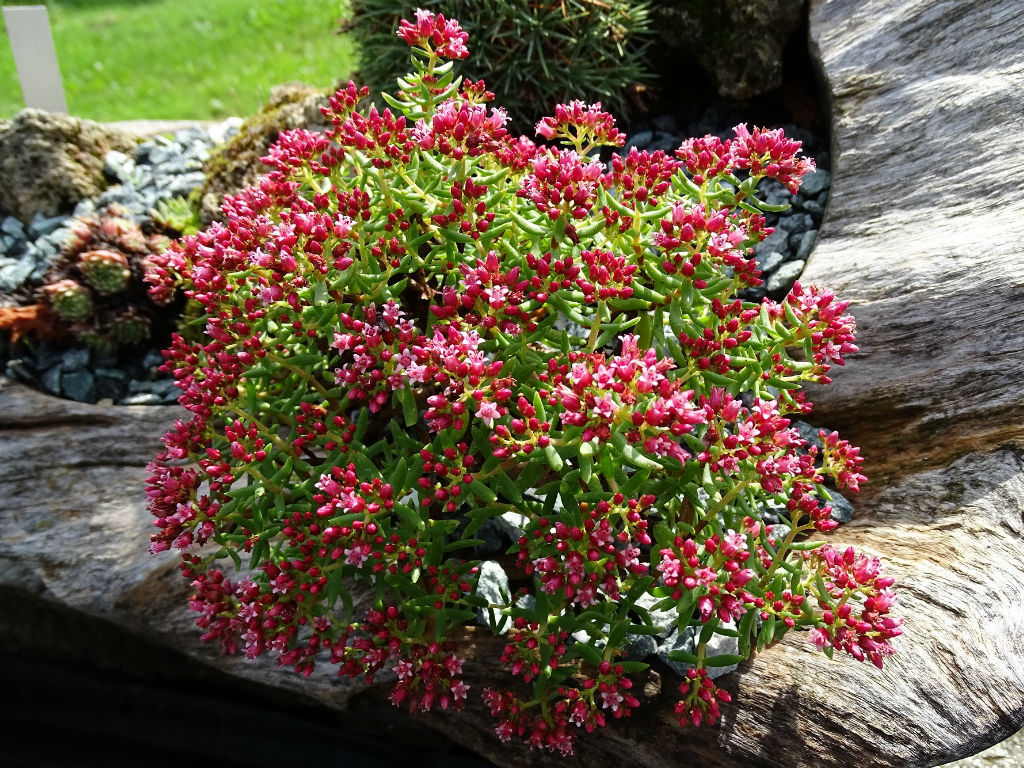 Crassula sarcocaulis (Bonsai Crassula)