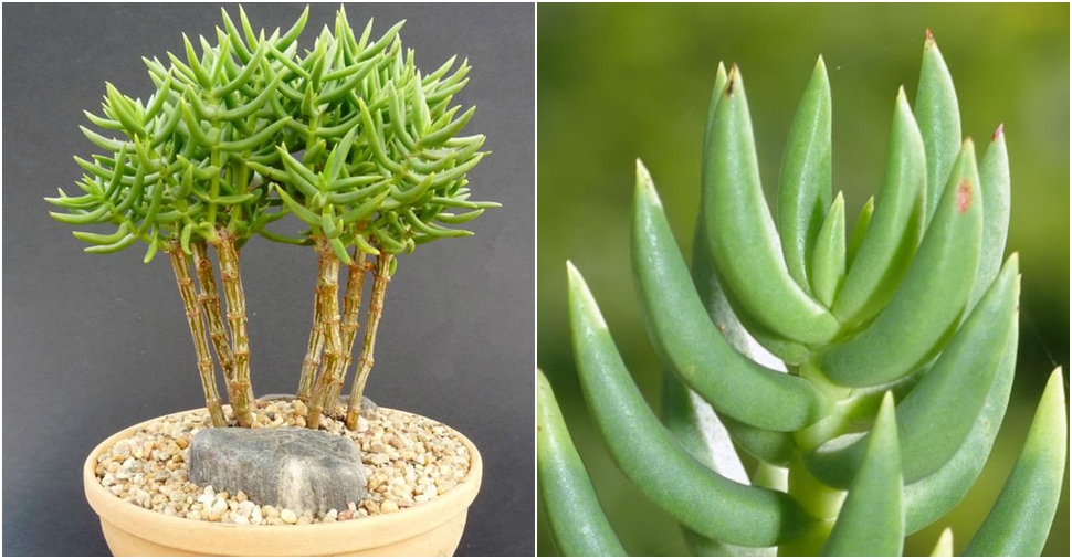 Crassula tetragona (Miniature Pine Tree) World of Succulents
