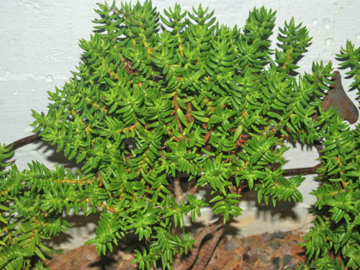 Crassula tetragona (Miniature Pine Tree)