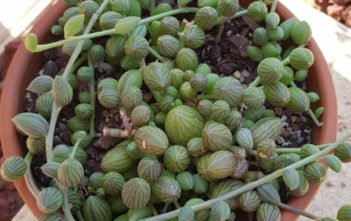 Curio herreanus (String of Watermelons) Curio herreanus (String of Watermelons) aka Senecio herreanus or Senecio herreianus